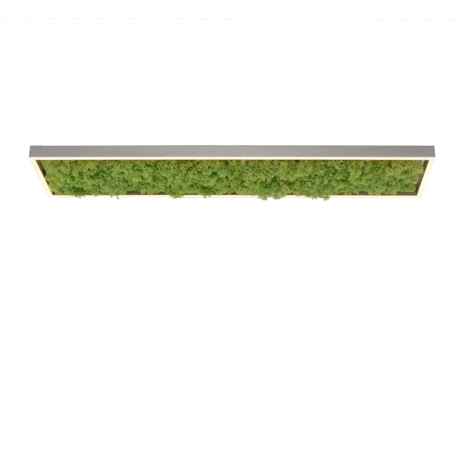 Plafón LED «Gerda Knut» con musgo natural