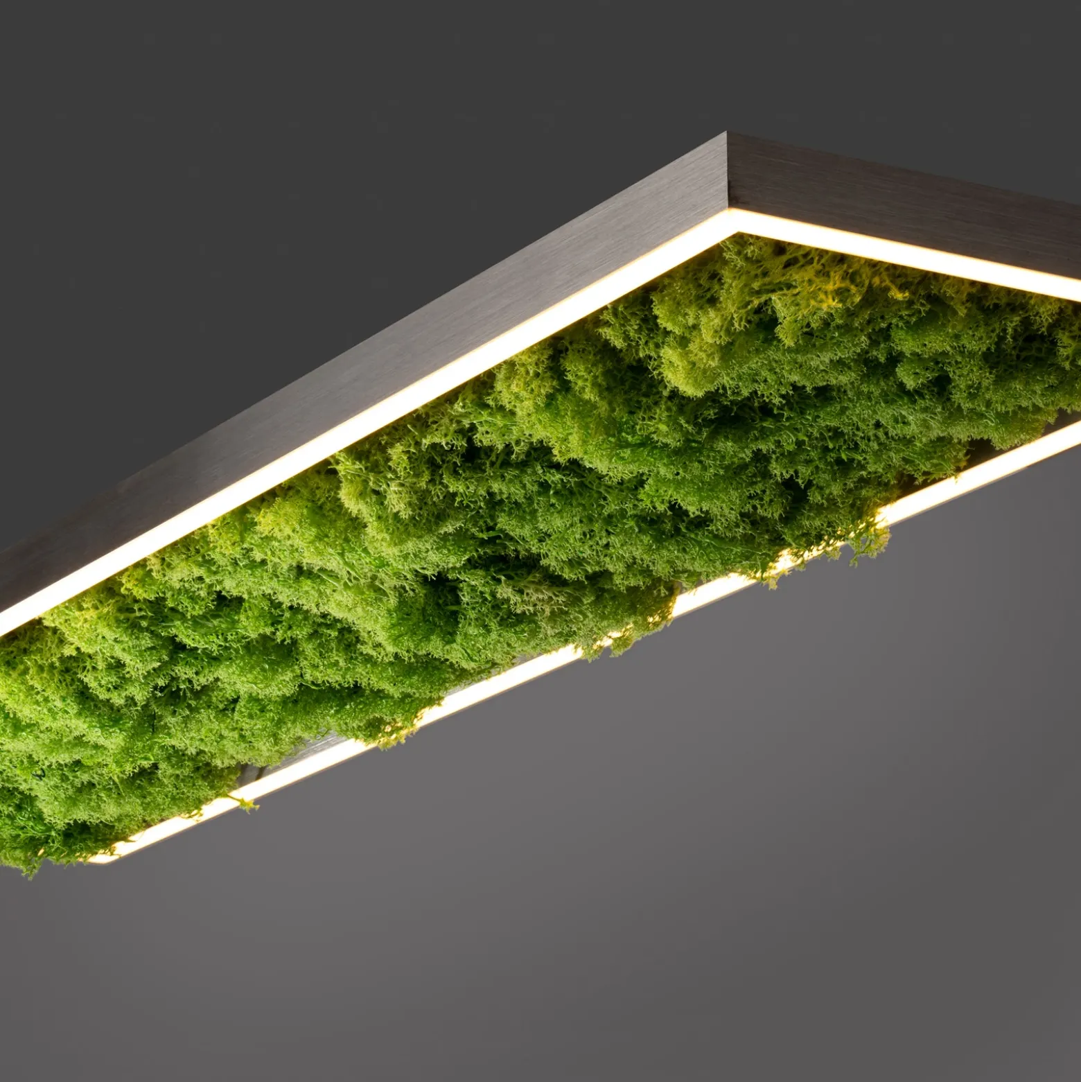 Plafón LED «Gerda Knut» con musgo natural